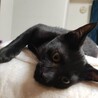 黒猫　オス　生後2ヶ月半〜3ヶ月人馴れしてます。。 サムネイル4