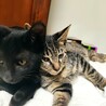 黒猫　オス　生後2ヶ月半〜3ヶ月人馴れしてます。。 サムネイル6