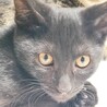 黒猫　オス　生後2ヶ月半〜3ヶ月人馴れしてます。。 サムネイル5