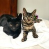 黒猫　オス　生後2ヶ月半〜3ヶ月人馴れしてます。。 サムネイル7