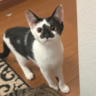 かわいいてんてん　白黒猫の男の子