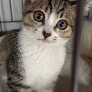 三重県 生後1か月、元気なキジシロの女の子