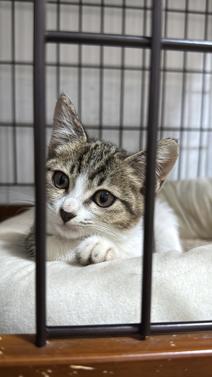 三重県 生後1か月、元気なキジシロの女の子 サムネイル3