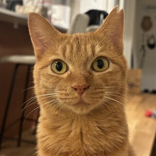 人馴れ抜群！茶トラのグミちゃん