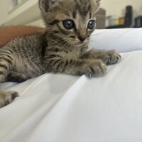 はくな、またた