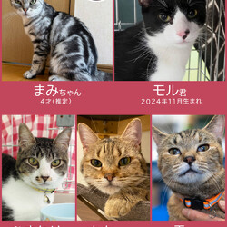 子猫の祭典！28匹の譲渡会★みよし市 サムネイル3