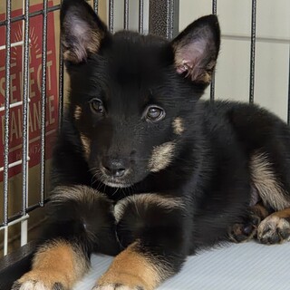 この子を助けてください