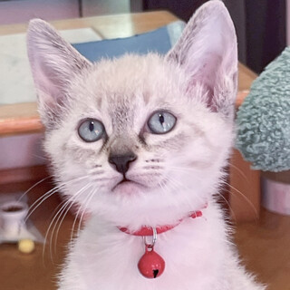 募集停止シャム系の美しいブルーアイ❤️ゆき