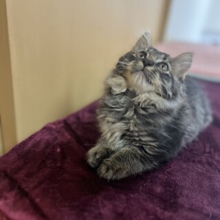 私の襟巻素敵でしょ!