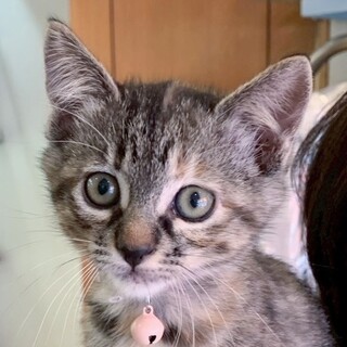 募集停止元気いっぱいで人が大好き❤️くもりちゃん