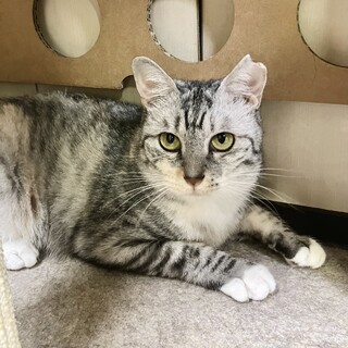 慎重派だけどおもちゃは大好き