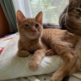 人懐こい茶とら去勢MC済み