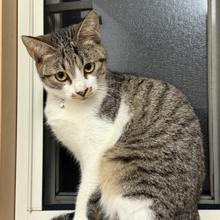 大人しくて愛らしい！子猫モカちゃん