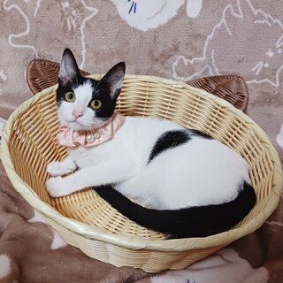 捕獲器の中で産まれた子。手足長い美猫ちゃん★