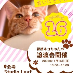 11/16横浜保護ねこ譲渡会 サムネイル1