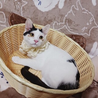 前髪センター分け！嘉麻市からレスキュー