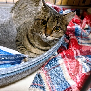 慣れるとスリスリ甘えん坊な女の子6ヶ月どれみちゃん