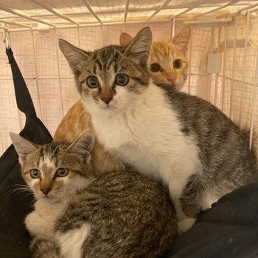 保護されたばかりの生後２カ月組。里親募集今後します！