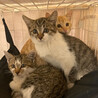 保護されたばかりの生後２カ月組。里親募集今後します！