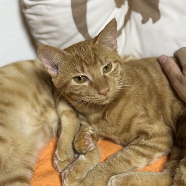 愛くるしいお顔立ち、キリリ！ひーくん