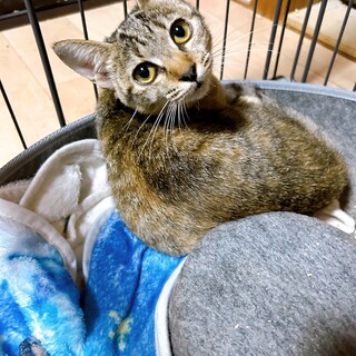 可愛い声でアピールしてくる女の子6ヶ月ぽっぷちゃん