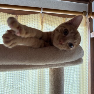 食いしん坊茶トラBOYひーくん