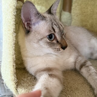 美人すぎる女の子フラッペー