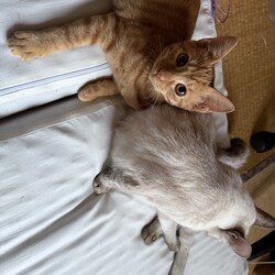 くっつき虫ならぬくっつき猫