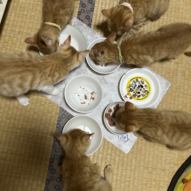 Paw Step のカバー写真