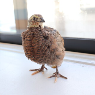 並うずら(色変わり種)生後約3ヶ月 男の子