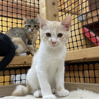 パステル茶トラ元気いっぱい家族募集