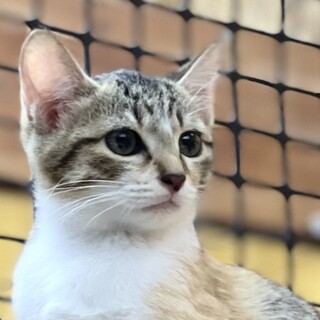 サラミちゃん臆病ですが甘えん坊