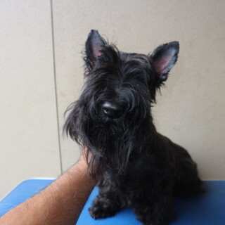 交渉中のため、新規受付停止　