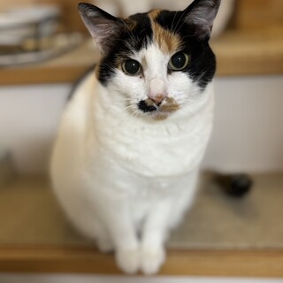 人馴れ練習中❤️むっちりあんみつ