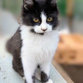 ハチワレ長毛種　しっぽも長いです