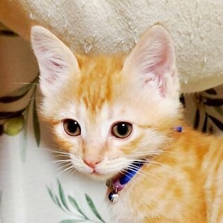 募集停止大きくてゴロゴロ鳴きっぱなし⭐️康成