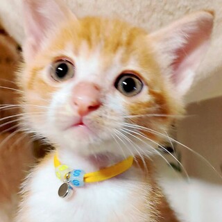 募集停止お膝や人の側も大好き⭐️漱石