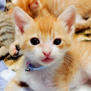 募集停止眠くなれば即、お膝目掛けて⭐️乱歩