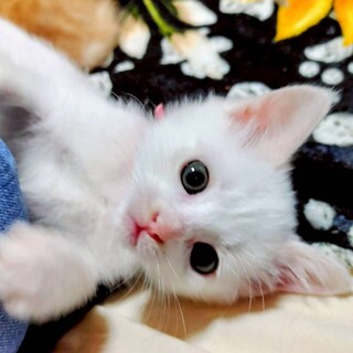 募集停止真っ白なチャキチャキ女子❤️式部