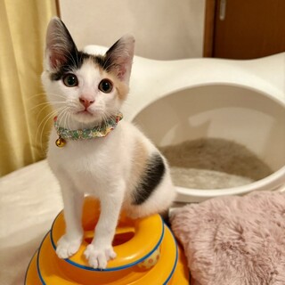 【11/30東銀座】ゆきちゃん★４ヵ月♪