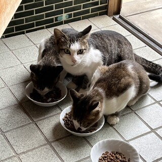 サバ白母猫の里親募集（子猫募集番号:528870）