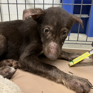 まだまだ幼い子犬　収容期限10/28朝まで