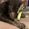 まだまだ幼い子犬　収容期限10/28朝まで サムネイル3
