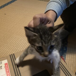 近所の猫が産んだ子猫 3匹