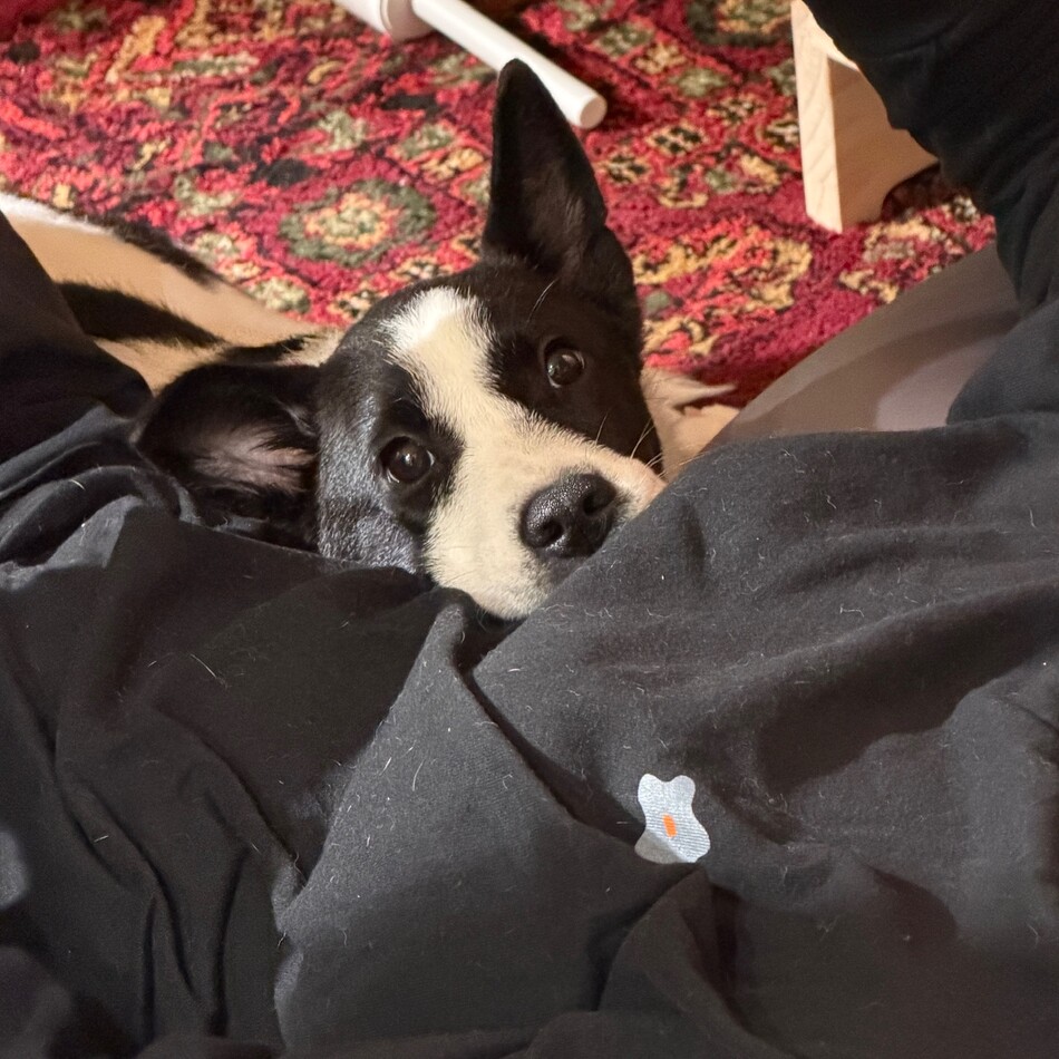 パユのカバー写真