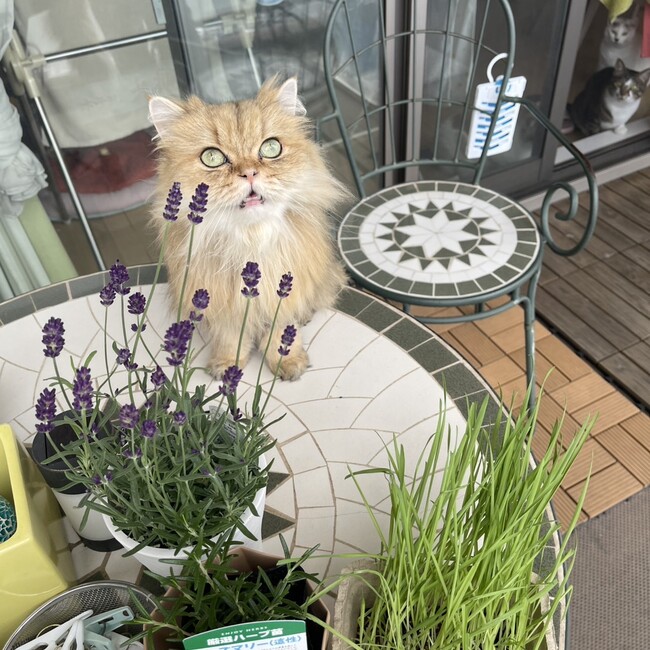 猫吉/地域猫活動推進のカバー写真