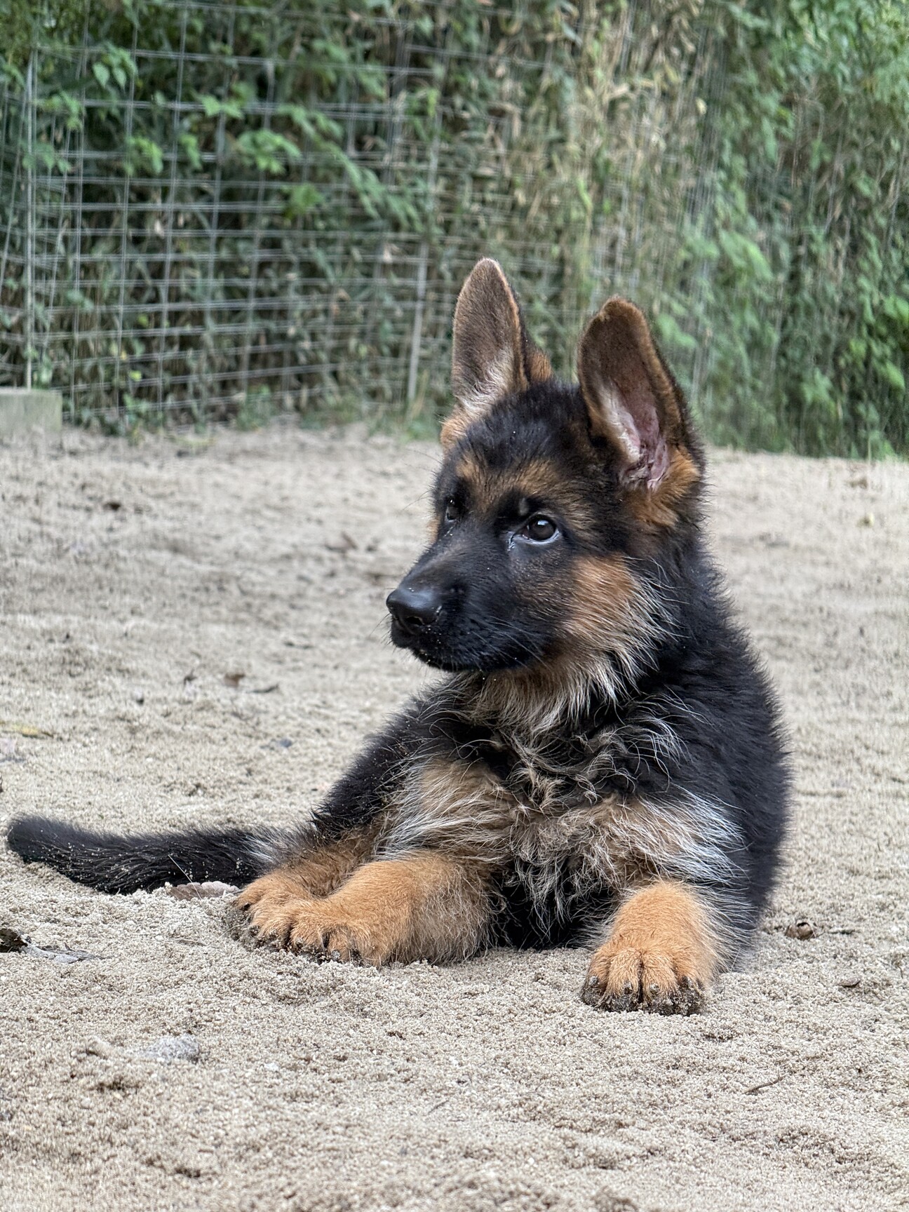 サンディキャスト J301 ジャーマンシェパード　子犬 ジャーマンシェパード男の子、生後3ヶ月前後、みんな可愛い