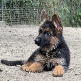 シェパードの子犬