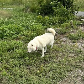 北海道犬　メス