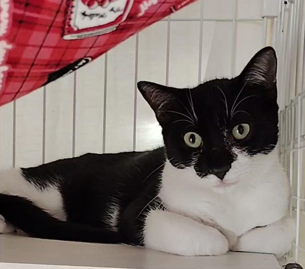 うらねこ様 完成品ご確認ページ☺︎ うらねこ様 完成品ご確認ページ☺︎ 巳巳巳 on X